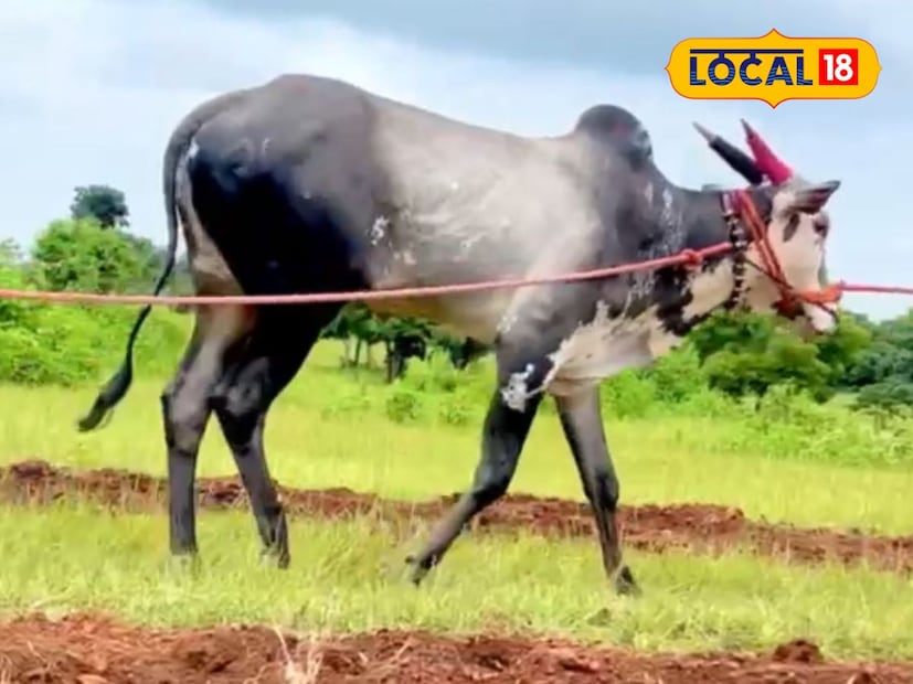  घोड्यालाही घाम फोडवणारी ताकद असल्याचे बोलले जात होते. बिजल्या हा शंकरपटातील बैल असल्यामुळे त्याचे मूल्य अधिक होते. त्याची उंची, ताकद आणि तालमेळ पाहून त्याला उच्च किंमत दिली जात होती.