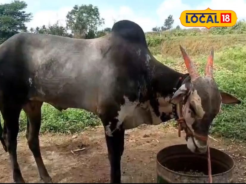  अखेर सांगली जिल्ह्यातील कटरेवाडी येथील सागर कटरे यांनी हा बैल 11 लाख 11 हजार रुपयांना खरेदी केला. या विक्रीमुळे पवन राठोड यांचे आर्थिक जीवनच बदलले असून ते एका दिवसात लखपती झाले आहेत.