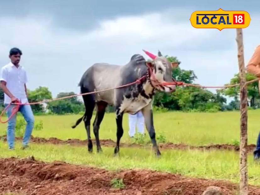  बैलावर प्रेम, नियमित प्रशिक्षण आणि काळजी घेतल्यामुळेच बिजल्या इतका मौल्यवान झाला. मेहनत आणि चिकाटीने एखाद्या प्राणी किंवा शेतीतील उत्पादनातून मोठा लाभ मिळवता येतो. बिजल्याच्या विक्रीमुळे मंठा तालुक्यातील शेतकरी आणि प्राणीपालकांत उत्सुकता निर्माण झाली आहे असे पवन राठोड यांनी सांगितले.