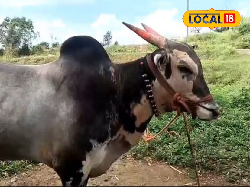  बिजल्याने 30 पैकी जिंकल्या 25 शर्यती तसेच शंकरपटात शर्यतीत घोड्यांसोबत भाग घेतला आणि पहिलं स्थान पटकावले. जालना, वाशिम, जिंतूर, परभणी, छत्रपती संभाजीनगर येथील 30 पैकी 25 शर्यतींमध्ये त्यांनी प्रथम क्रमांक मिळवला असून, ३ ते ४ लाख रुपये कमाई केली आहे.