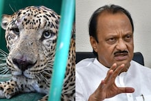 Pune News: 20 रेस्क्यू टीम, 500 पिंजरे आणि.., पुण्यात बिबट्याच्या बंदोबस्तासाठी अजितदादांची मोठी घोषणा