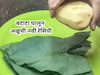 Recipe Video : काय नुसतं फदफदं आणि वडी; आता बटाटा घालून बनवा अळूची नवीन रेसिपी