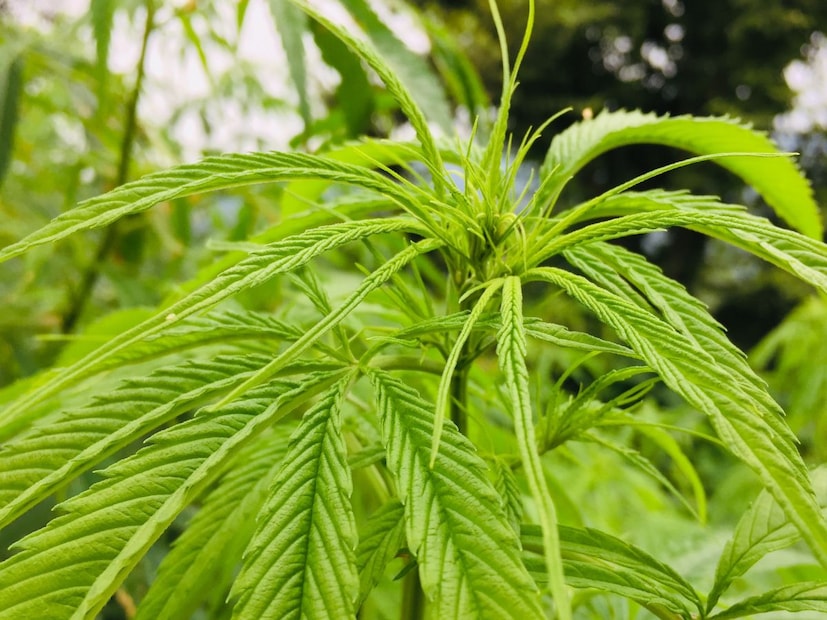 भांगेचे परिणाम व्यक्तीनुसार आणि घेतलेल्या प्रमाणानुसार वेगवेगळे असू शकतात. सामान्यतः भांग खाल्ल्यानंतर उत्साह, आराम आणि भूक वाढल्यासारखं वाटतं.