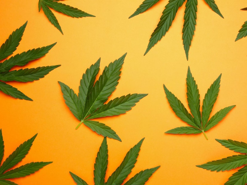 भारतात, विशेषत: होळी किंवा महाशिवरात्रीसारख्या सणांदरम्यान, भांगेचं (Bhang) सेवन करण्याची एक जुनी परंपरा आहे. भांग हे 'कॅनॅबिस' (Cannabis) नावाच्या वनस्पतीच्या पानांपासून आणि फुलांपासून बनवलं जातं. भांगेमध्ये असलेले मुख्य सक्रिय घटक म्हणजे टेट्राहायड्रोकॅनॅबिनॉल (THC), जे सेवन करणाऱ्या व्यक्तीवर भावनिक आणि शारीरिक परिणाम करतात