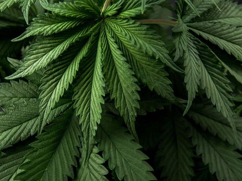 1. THC चा प्रभाव वाढतो (Potentiation Effect)भांग ही प्रामुख्याने चरबीत विरघळणारी (Fat-Soluble) असते. जेव्हा आपण गोड आणि तेलकट/तूपकट पदार्थ (जसे की भारतीय मिठाई) खातो, तेव्हा ते शरीरातील चरबी (Fats) आणि THC मध्ये मिसळतात. यामुळे THC शरीरात अधिक वेगाने आणि मोठ्या प्रमाणात शोषले जाते. याचा थेट परिणाम म्हणून भांगेचा प्रभाव (नशा) अपेक्षेपेक्षा जास्त तीव्र आणि जास्त काळ टिकू शकतो.