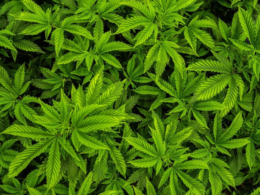 3. दुष्परिणाम वाढण्याची शक्यता (Increased Side Effects)गोड पदार्थ खाल्ल्याने भांगेमुळे होणारे काही दुष्परिणाम अधिक त्रासदायक होऊ शकतात. यामध्ये प्रामुख्याने:
तीव्र झोप: नशा खूप वाढून लवकर झोप येऊ शकते.
THC चा तीव्र परिणाम काहीवेळा मानसिक अस्वस्थता आणि भीती वाढवू शकतो.
भांग खाल्ल्याने तोंड कोरडं पडतं (Dry Mouth). गोड पदार्थ खाल्ल्याने तोंडात अधिक चिकटपणा येतो आणि कोरडेपणा वाढतो.3. दुष्परिणाम वाढण्याची शक्यता (Increased Side Effects)
गोड पदार्थ खाल्ल्याने भांगेमुळे होणारे काही दुष्परिणाम अधिक त्रासदायक होऊ शकतात. यामध्ये प्रामुख्याने:
तीव्र झोप: नशा खूप वाढून लवकर झोप येऊ शकते.
THC चा तीव्र परिणाम काहीवेळा मानसिक अस्वस्थता आणि भीती वाढवू शकतो.
भांग खाल्ल्याने तोंड कोरडं पडतं (Dry Mouth). गोड पदार्थ खाल्ल्याने तोंडात अधिक चिकटपणा येतो आणि कोरडेपणा वाढतो.