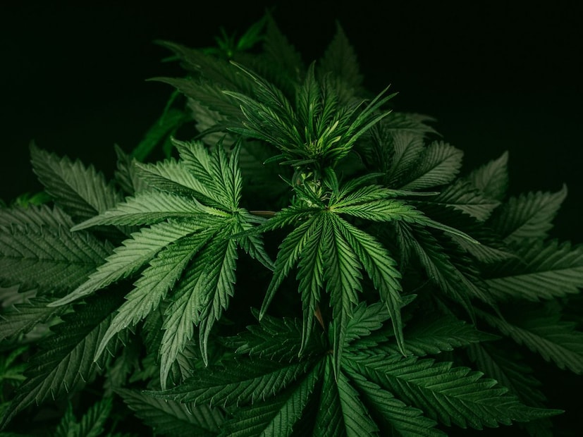 भांगेचं सेवन करणे हे काही राज्यांमध्ये आणि विशिष्ट सणांसाठी कायदेशीर असले तरी, त्याचे सेवन आरोग्यासाठी हानिकारक ठरू शकते. तसेच, त्याचे दुष्परिणाम व्यक्तीनुसार बदलतात.