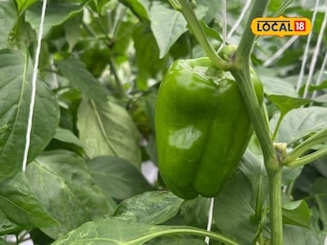 मिरचीने आयुष्यात आणला गोडवा! 20 गुंठ्यात 5 लाख उत्पन्न, शेतकरी झाला लखपती! मिरचीने आयुष्यात आणला गोडवा! 20 गुंठ्यात 5 लाख उत्पन्न, शेतकरी झाला लखपती!