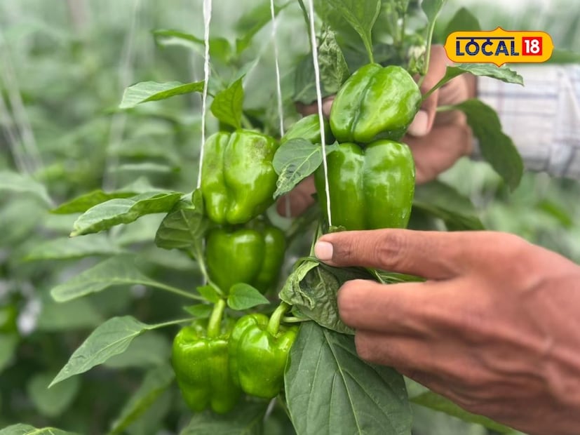 आतापर्यंत या मिरचीची पाच ते सहा तोडे झाले आहेत. यामधून साडेपाच टन उत्पादन मिळाले असून आणखी पाच ते सहा टन उत्पादन त्यांना मिळणार आहे. मिरचीला ला बाजारात सरासरी 50 रू किलो असा दर मिळत आहे. यामाध्यमातून त्यांना आतापर्यंत अडीच लाख रुपयांचे उत्पन्न मिळाले आहे.