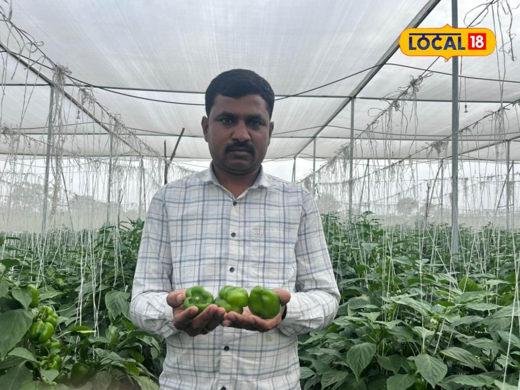 Success Story : मिरचीने आयुष्यात आणला गोडवा! 20 गुंठ्यात 5 लाख रुपयांचं उत्पन्न, शेतकरी झाला लखपती!