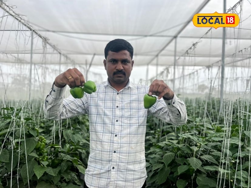  तर आणखी अडीच लाख रुपये उत्पन्न मिळणार आहे. तरूण शेतकऱ्यांनी नोकरीच्या मागे न धावता शेतात नवीन प्रयोग करावे. पारंपरिक पिके न घेता नवीन पिके घेऊन उत्पादन वाढवावे, असं आव्हान नारायण चंद यांनी युवा शेतकरी यांना केलं आहे.