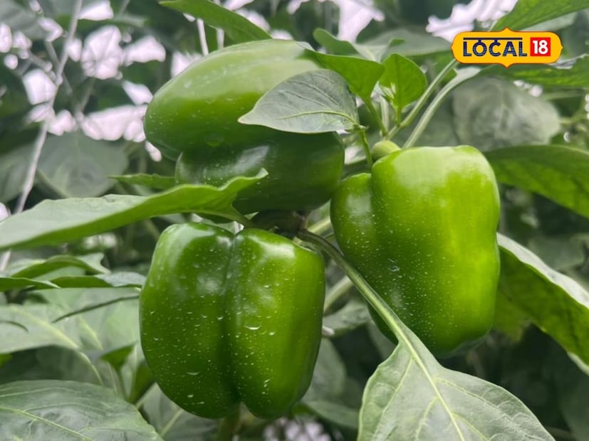 तत्पूर्वी, मातीची चांगली मशागत आणि शेणखत दिले. वेगवेगळ्या पद्धतीने किड रोगाचे व्यवस्थापन केले. तसेच सुक्ष्म अन्नद्रव्ये ठिबक सिंचनाच्या माध्यमातून दिली. आता त्यांच्या शेतातील शिमला मिरचीचे पीक बहरात आले आहे.