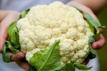 Cauliflower : फ्लॉवरमध्ये लपलेत किडे, नुसत्या डोळ्यांनी दिसत नाहीयेत; सोपी ट्रिक, न धुता आपोआप सगळे बाहेर येतील