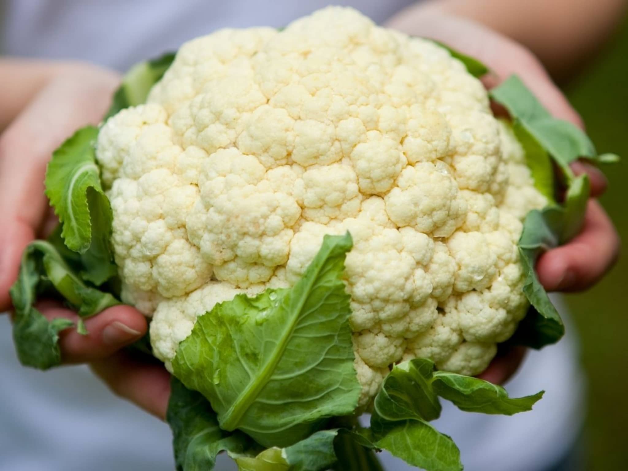 Cauliflower : फ्लॉवरमध्ये लपलेत किडे, नुसत्या डोळ्यांनी दिसत नाहीयेत; सोपी ट्रिक, न धुता आपोआप सगळे बाहेर येतील