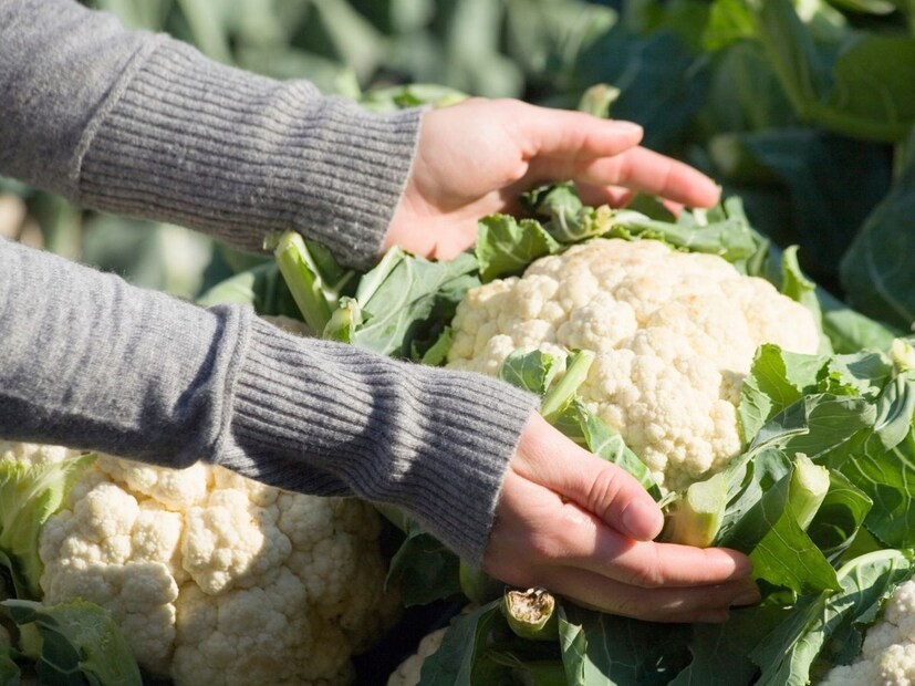 सगळ्यात आधी म्हणजे फ्लॉवर किंवा फुलकोबी खरेदी करताना तो खूप बंद किंवा पिवळा नसेल असा घ्या. नेहमी ताजा, पांढरे आणि किंचित उघडलेलला फुलकोबी निवडा घ्या. कारण याच्या आत हवा आतील थरांपर्यंत पोहोचलेली असते आणि कीटकांचा प्रादुर्भाव कमी होतो.