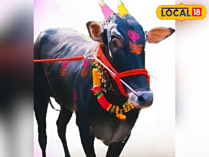  ‎छत्रपती संभाजीनगर जिल्ह्यातील कन्नड तालुक्यामधील वाकी येथील शेतकरी हरिदास जंजाळ यांच्या ‘हिंद केसरी कॅप्टन’ या बैलाकडे पाहताच नजरा थबकतात. दमदार बांधा, ताठ उभी शरिरयष्टी आणि चमकदार काळी कातडी हा बैल महाराष्ट्रासह देशभरात चर्चेचा विषय ठरला आहे.