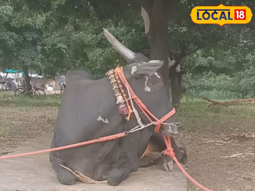  हरिदास जंजाळ हे कॅप्टनला एका स्पर्धेसाठी घेऊन गेले असता स्पर्धेदरम्यान उत्तर प्रदेश येथील रामप्रसाद राठोड या पशुप्रेमीची नजर कॅप्टन वर पडली. अन तिथेच त्याने कॅप्टनला खरेदी करण्याचं ठरवलं. यातून 16 लाख 51 हजार रुपयांमध्ये कॅप्टनची विक्री झाली आहे.