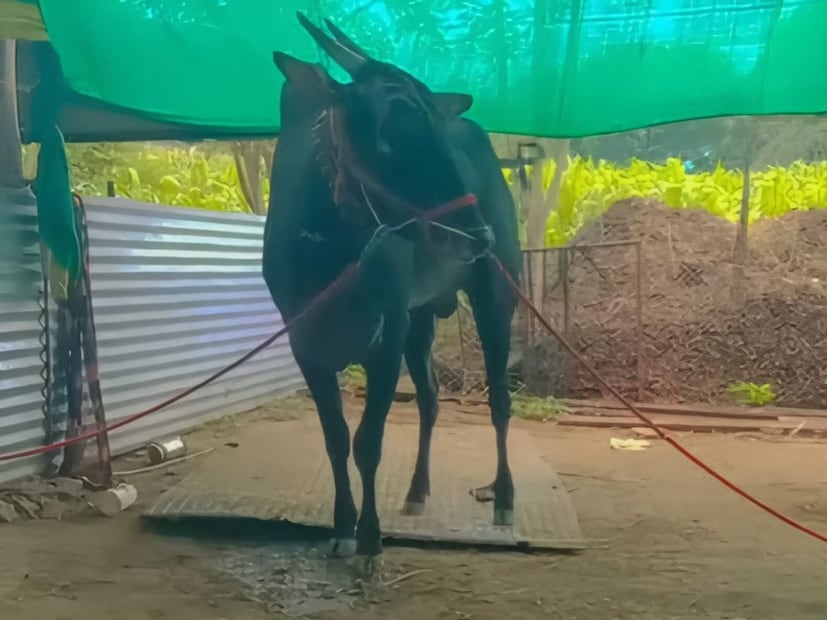  हरिदास जंजाळ यांनी या बैलाचे नाव कॅप्टन असेल ठेवलेले आहे.‎ हरिदास जंजाळ हे पशुपालन क्षेत्रातील नावलौकिक प्राप्त आहेत. ते उत्तम जातीचे जनावरे घेऊन त्यांना नियमित देखभाल, संतुलित आहार, तसेच त्यांना प्रशिक्षण देण्याचं काम करतात. याच कामातून त्यांनी मैसूर ठीलारी जातीच्या कॅप्टन बैलाला तयार केलं होतं.