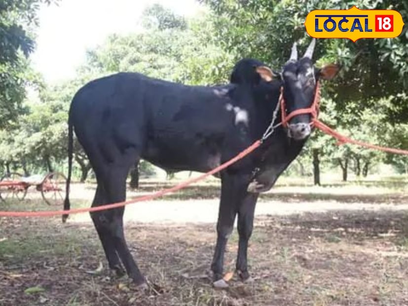  कॅप्टनला सांभाळत असताना जंजाळ यांनी दोन गडी देखभाली साठी ठेवले होते. त्याचबरोबर दुधासाठी दोन गाई विकत घेतल्या. दोन गाई सकाळ-संध्याकाळ पाच पाच लिटर दूध देत. हे दूध कॅप्टनला नियमित दिल जात होतं. कॅप्टनला नियमित आंघोळ घालावी लागत होती. तो मॅट शिवाय खाली बसत नव्हता. कॅप्टनचे वजन दोन क्विंटल 80 किलो व उंची पाच फूट सहा इंच होती. या सौंदर्यामुळे कॅप्टन ची ओळख एक आदर्श बैल म्हणून पंचक्रोशीत निर्माण झाली होती.