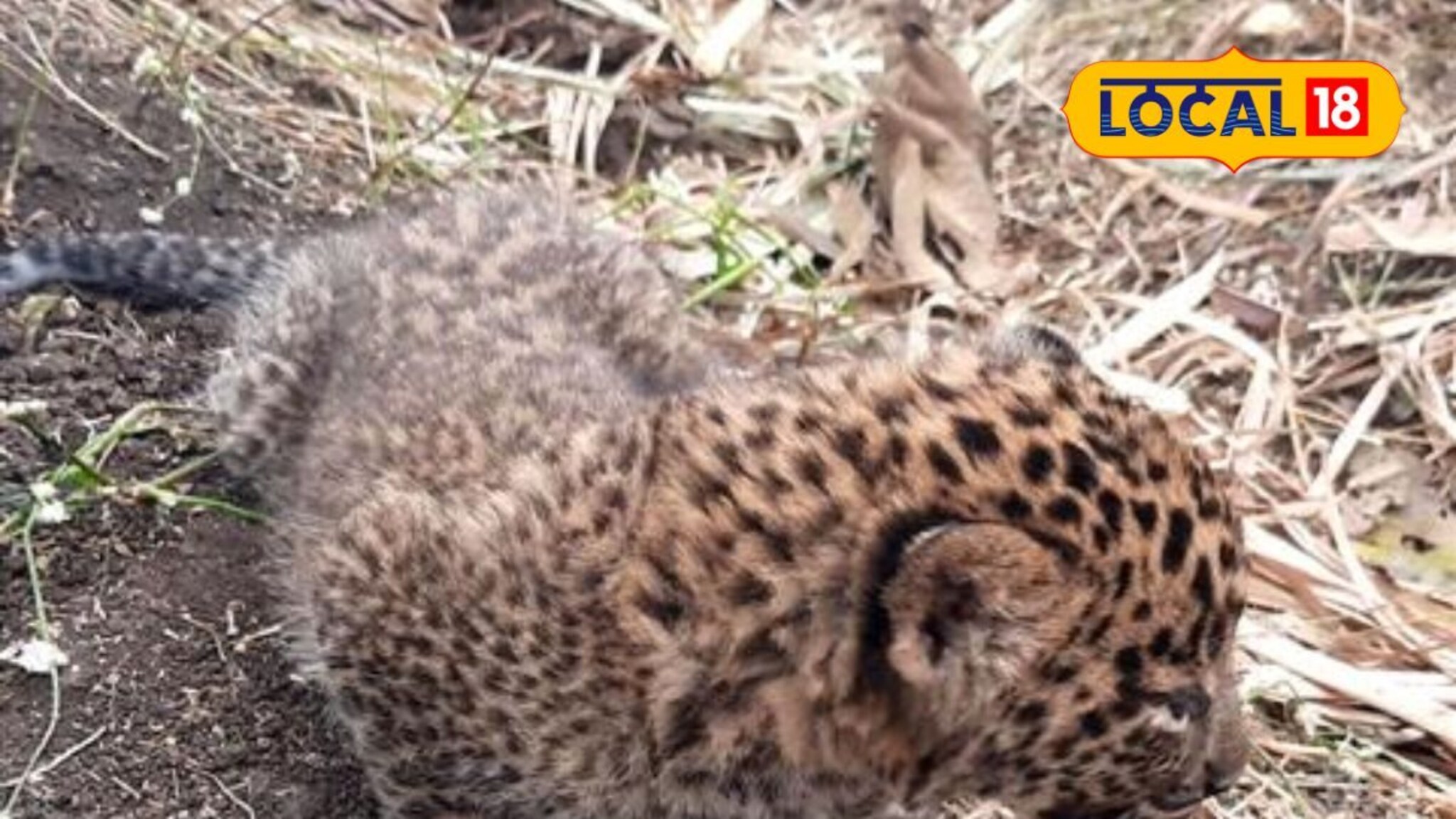 ‎Chhatrapati Sambhajinagar : आई रोज येते… पण पिल्लांना घेऊन जात नाही; 2 निष्पाप जीवांचे भवितव्य धोक्यात‎