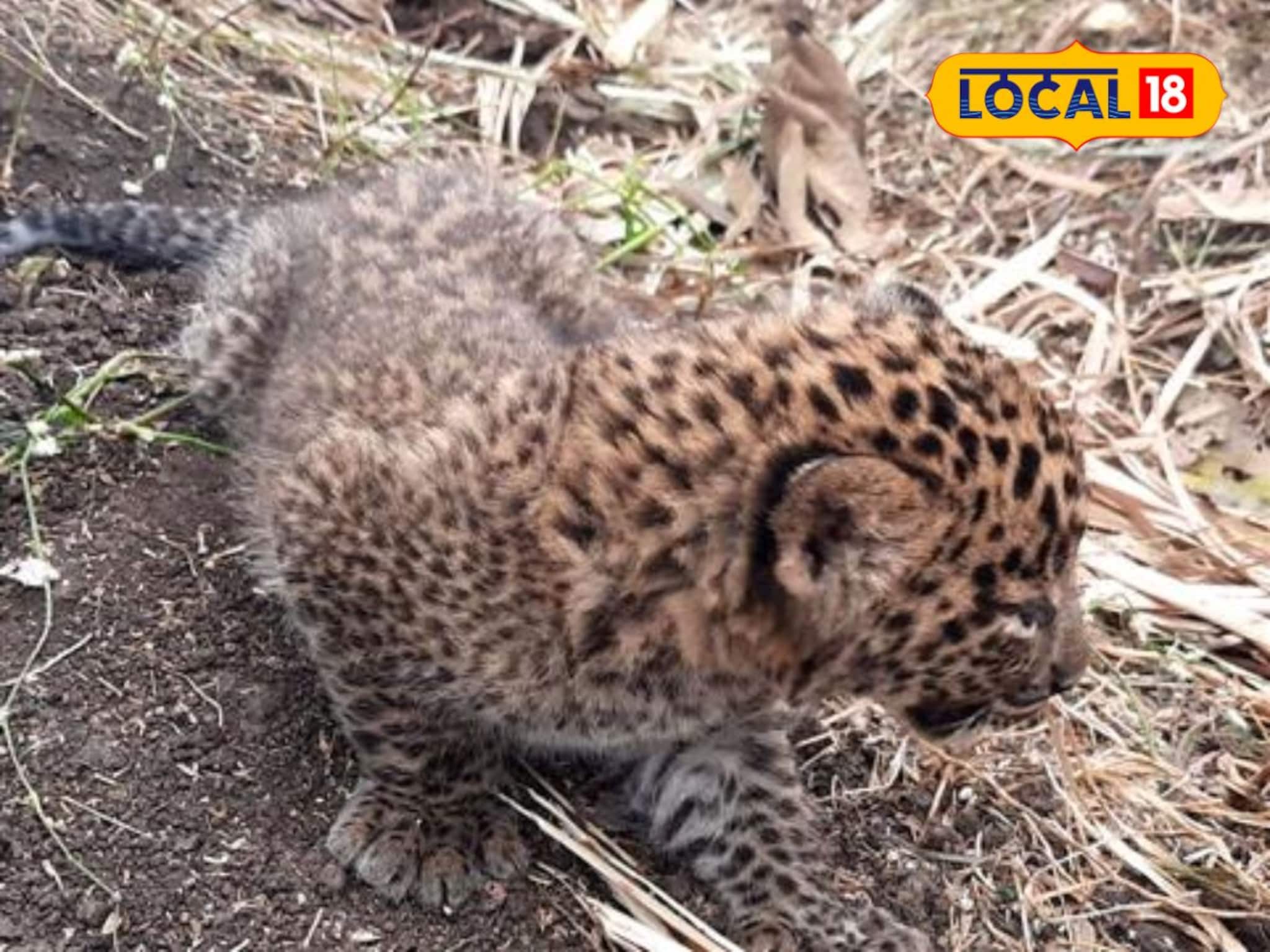 ‎Chhatrapati Sambhajinagar : आई रोज येते… पण पिल्लांना घेऊन जात नाही; 2 निष्पाप जीवांचे भवितव्य धोक्यात‎