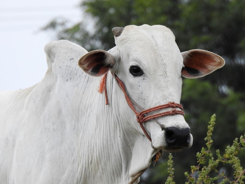 तसं पाहायला गेलं तर भारतात गाईला खूप महत्त्व आहे. गाईला गोमाता म्हणतात तिची पूजा केली जाते. मग सरकार गाईला राष्ट्रीय प्राणी का घोषित करू शकत नाही? असा प्रश्न उपस्थित होतो. याची काही संवैधानिक कारणं आहेत.