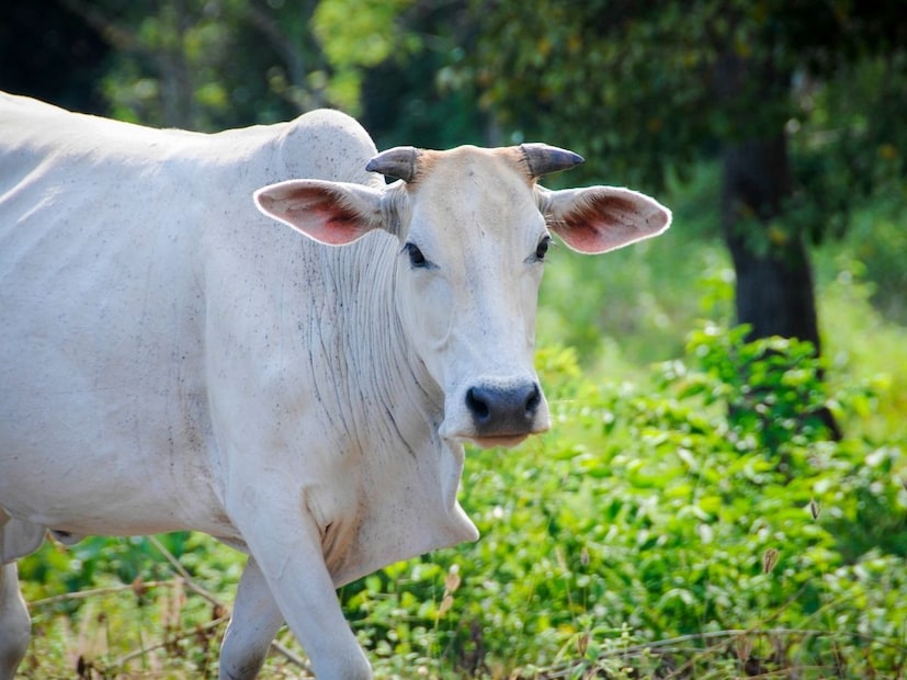 संविधानाच्या कलम 246(3) नुसार, केंद्र आणि राज्य सरकारांमध्ये कायदेशीर अधिकार विभागले गेले आहेत. प्राण्यांचे संरक्षण आणि देखभाल हा राज्य सूचीतील विषय आहे. याचा अर्थ असा की या विषयावर कायदे करण्याचा अधिकार केंद्र सरकारला नाही तर फक्त राज्य विधिमंडळांना आहे. म्हणून, केंद्र सरकारला हवं असलं तरी, कायदा करून ते थेट गायीला राष्ट्रीय प्राणी घोषित करू शकत नाही.