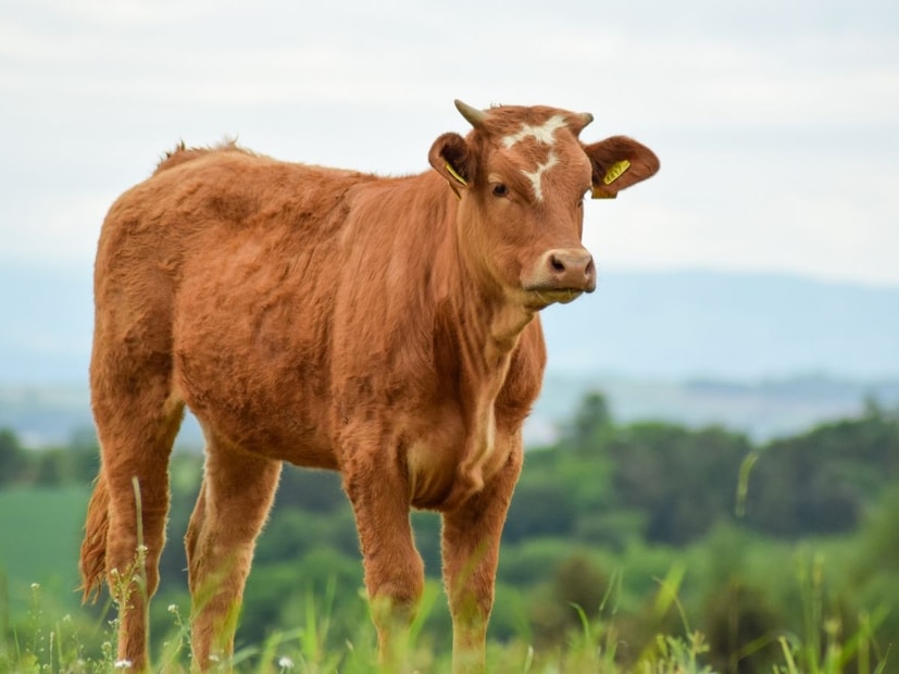 गाय भारताची राष्ट्रीय प्राणी नसली तर हिमाचल प्रदेशने 2015 मध्ये अधिकृतपणे गायीला आपला राज्य प्राणी घोषित केलं आहे. राज्य सरकारने गायीचे सांस्कृतिक, धार्मिक आणि ग्रामीण आर्थिक महत्त्व लक्षात घेऊन हा निर्णय घेतला. पशुपालन, दुग्ध उद्योग आणि ग्रामीण उपजीविकेत गायीची भूमिका ओळखणे हा त्याचा उद्देश होता. तर भारतात आईचा दर्जा दिलेली गाय नेपाळचा राष्ट्रीय प्राणी आहे.