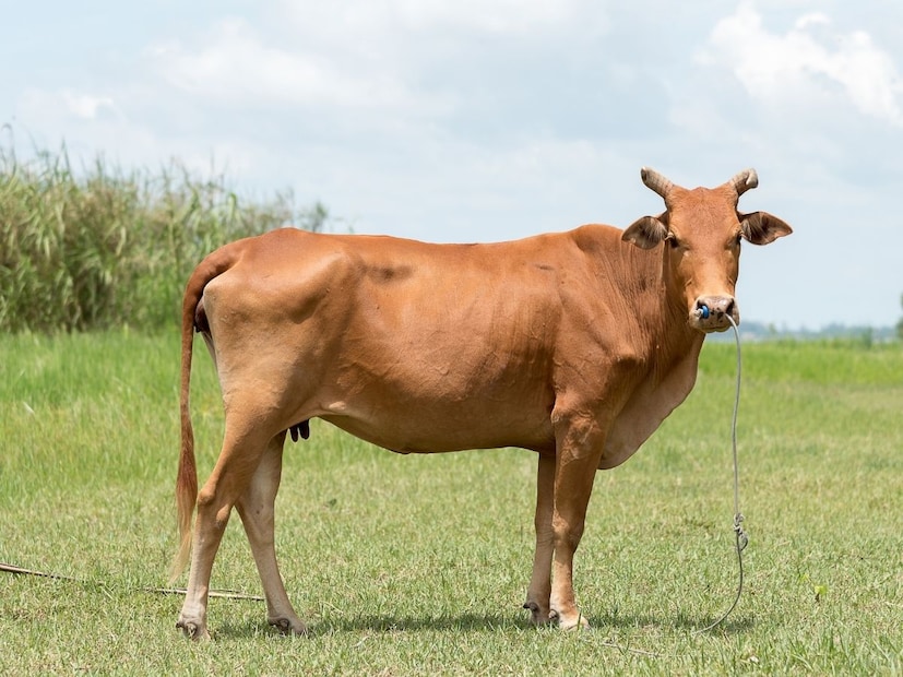 दुसरं म्हणजे पशुपालनाची स्थिती, धार्मिक आणि सांस्कृतिक भावना, आर्थिक गरजा आणि धोरणे वेगवेगळ्या राज्यांमध्ये वेगवेगळी असतात. राष्ट्रीय स्तरावर त्याची अंमलबजावणी करण्याचा प्रयत्न करणं राज्यांच्या अधिकारांशी संघर्ष करेल.