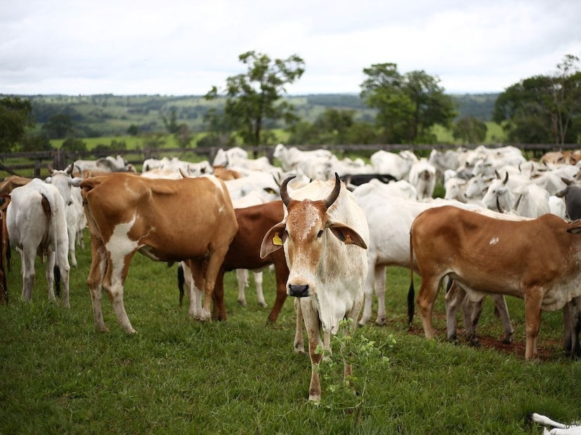 एका खासदाराने सरकारला विचारलं की असा काही हेतू आहे का? त्यावर मत्स्यव्यवसाय, पशुसंवर्धन आणि दुग्धव्यवसाय राज्यमंत्री एस.पी. सिंह बघेल यांनी लोकसभेत सांगितलं की, गायीला राष्ट्रीय प्राणी घोषित करण्याची सरकारची कोणतीही योजना नाही.