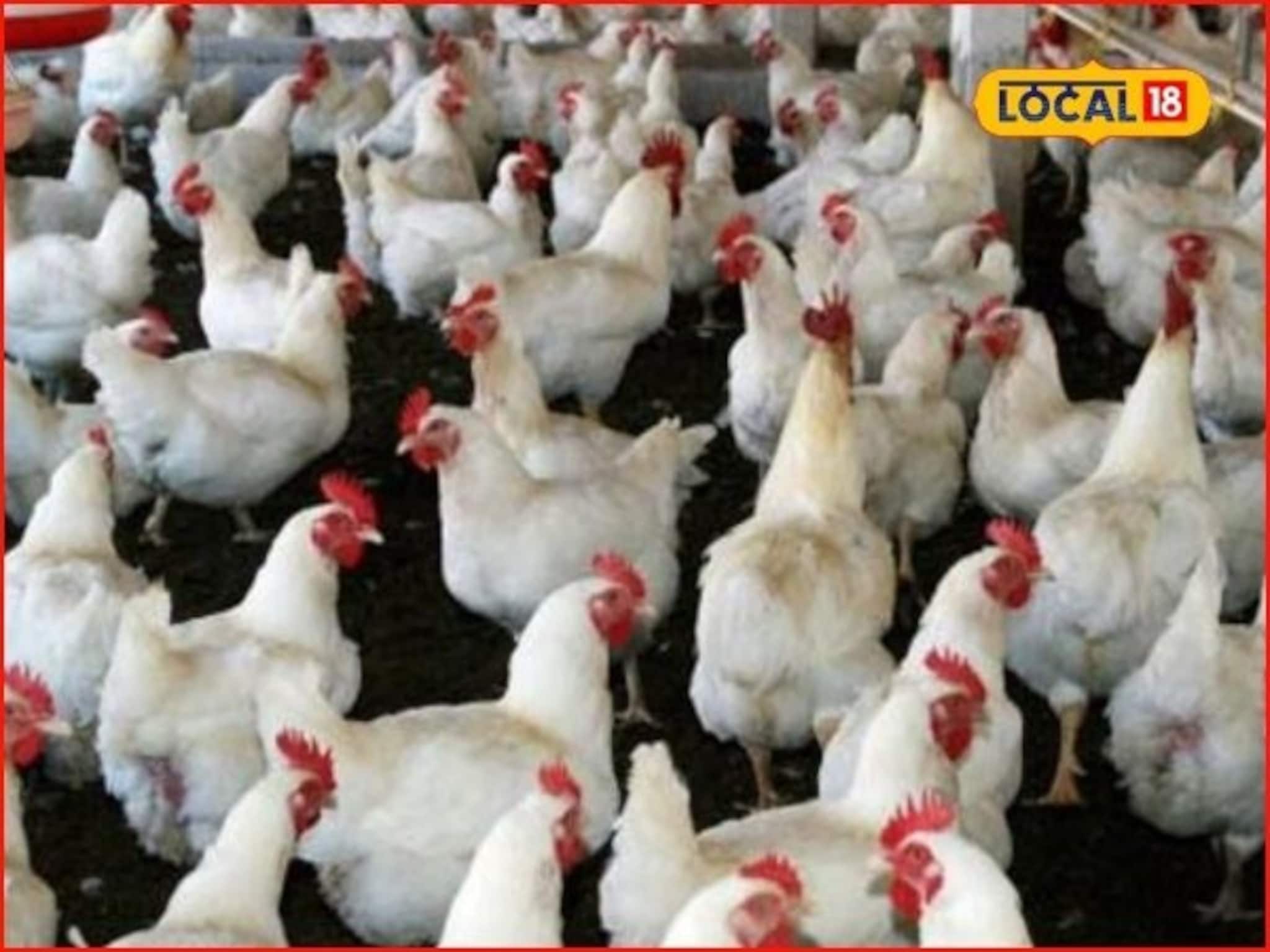 Poultry care in winter : वारं बदललं, कोंबड्यांच्या आरोग्यावर होणार परिणाम, अशी घ्या काळजी, महत्त्वाच्या टिप्सचा Video