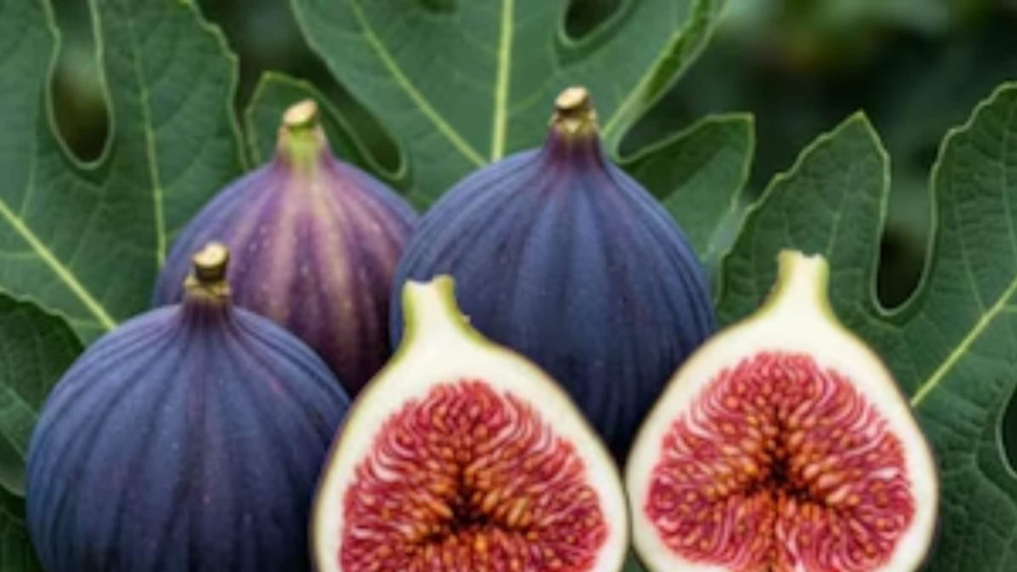 Explainer: अंजीर व्हेज आहे की Non-Vegetarian? खाण्यापूर्वी हे वाचा, फळाच्या आत असतो 'तो' किडा; उत्तर ऐकून थक्क व्हाल Explainer: अंजीर व्हेज आहे की Non-Vegetarian? खाण्यापूर्वी हे वाचा, फळाच्या आत असतो 'तो' किडा; उत्तर ऐकून थक्क व्हाल