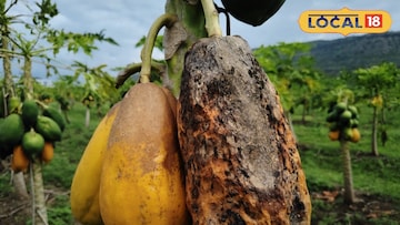 परतीच्या