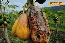 Agrcultre News : परतीच्या पावसाने घेतला पपई बागेचा बळी, शेतकऱ्याचे 15 लाखांचे नुकसान, लावलेला खर्चही निघाला नाही