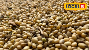 सोयाबीन