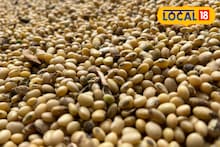 Soybean Registration : शेतकऱ्यांनो, सोयाबीनची नाफेड नोंदणी आता करा मोबाईल वरून, या सोप्या स्टेप करा फाॅलो, Video
