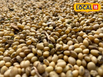 सोयाबीन