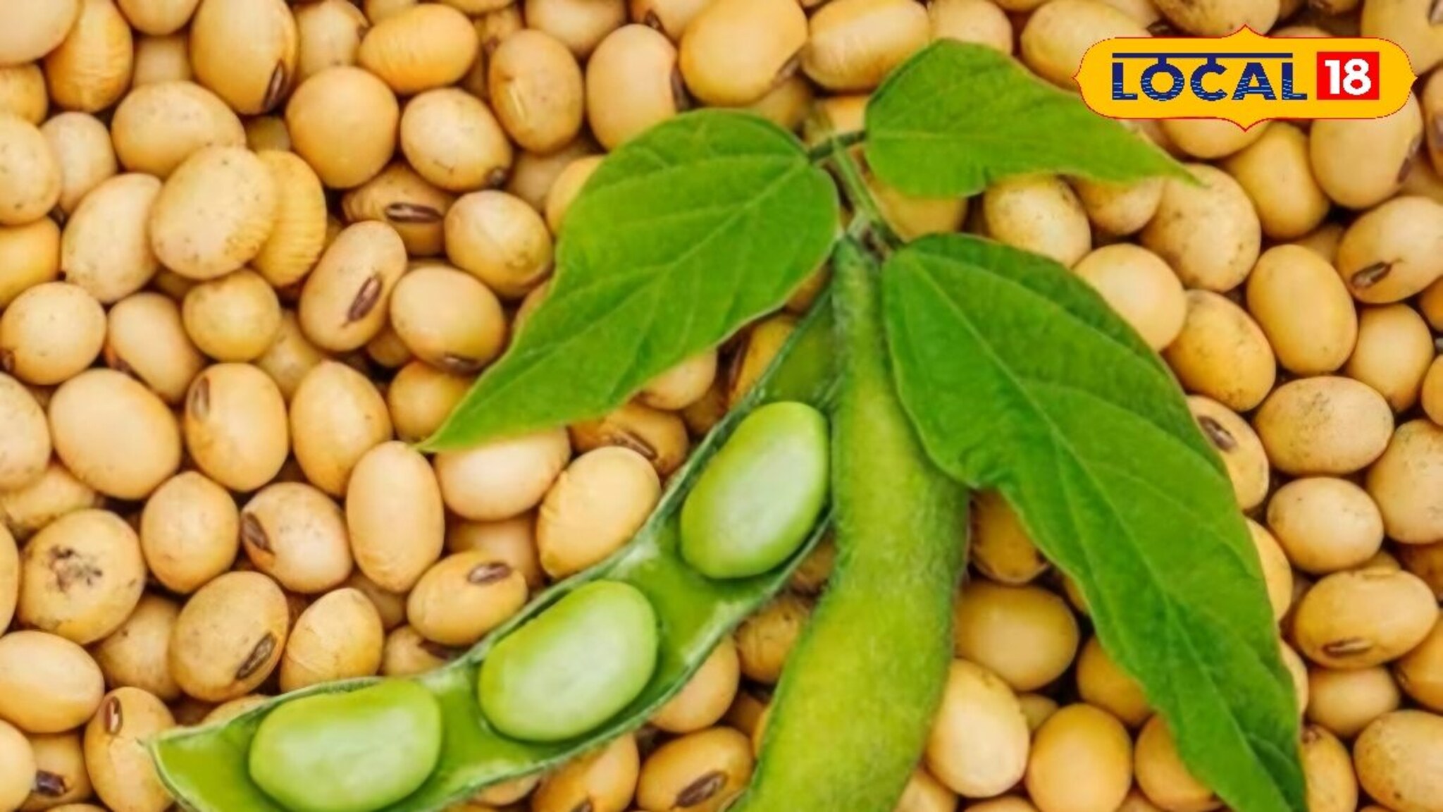 Krushi Market Today: शेतकऱ्यांसाठी चिंताजनक बातमी, कांद्याचे दर घसरले; सोयाबीन आणि मक्याला दर किती?