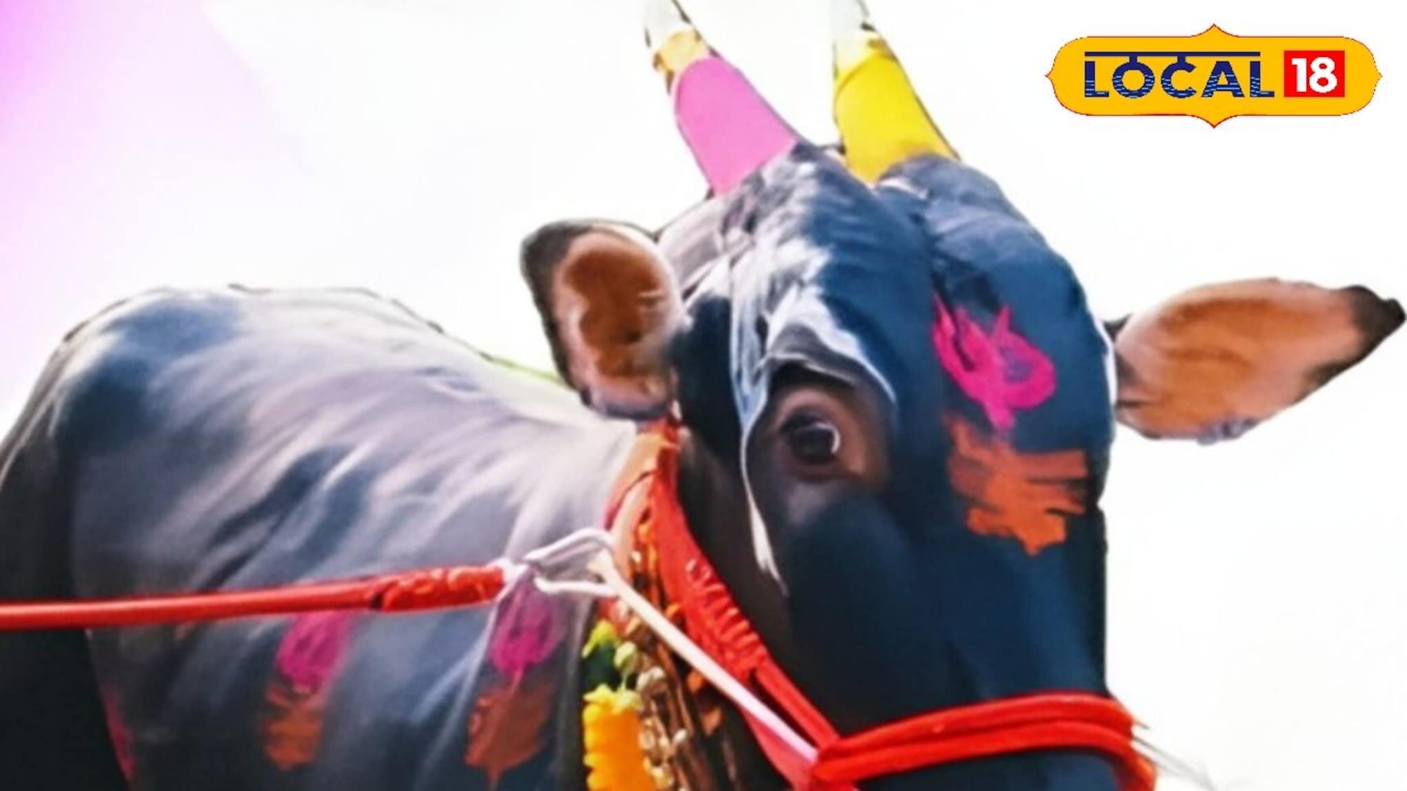 नाद करा पण आमचा कुठं! छ. संभाजीनगरच्या 'हिंद केसरी' कॅप्टन बैलाची तब्बल इतक्या लाखांना विक्री