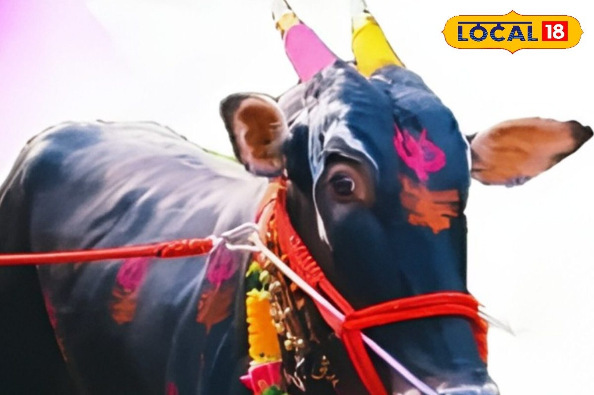 नाद करा पण आमचा कुठं! छ. संभाजीनगरच्या 'हिंद केसरी' कॅप्टन बैलाची तब्बल इतक्या लाखांना विक्री