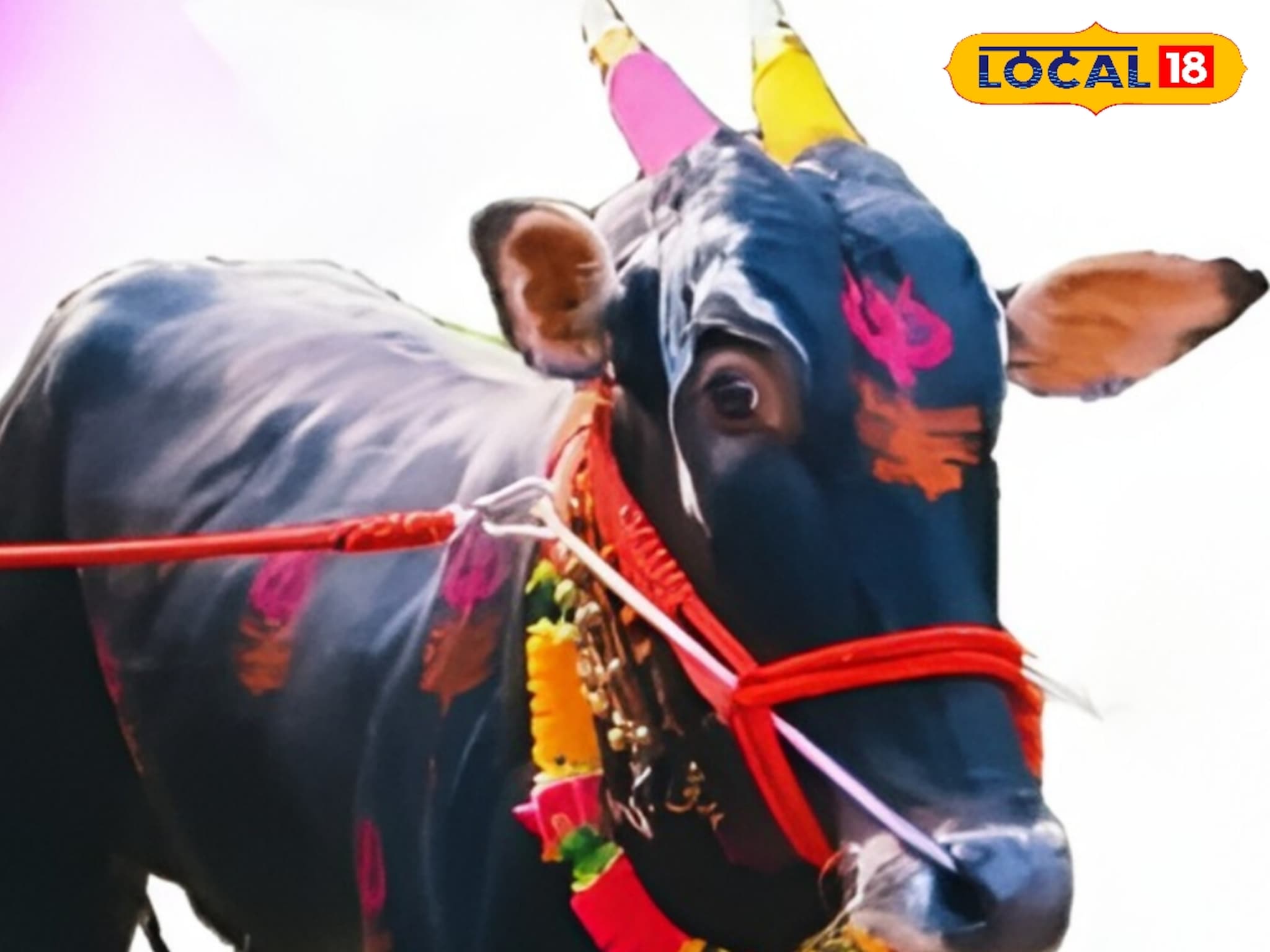 नाद करा पण आमचा कुठं! छ. संभाजीनगरच्या 'हिंद केसरी' कॅप्टन बैलाची तब्बल इतक्या लाखांना विक्री