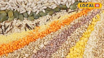 अतिवृष्टीचा फटका, पण रब्बी बियाण्यांनी दिलासा; शेतकऱ्यांना मिळणार सवलतीत बियाणे.