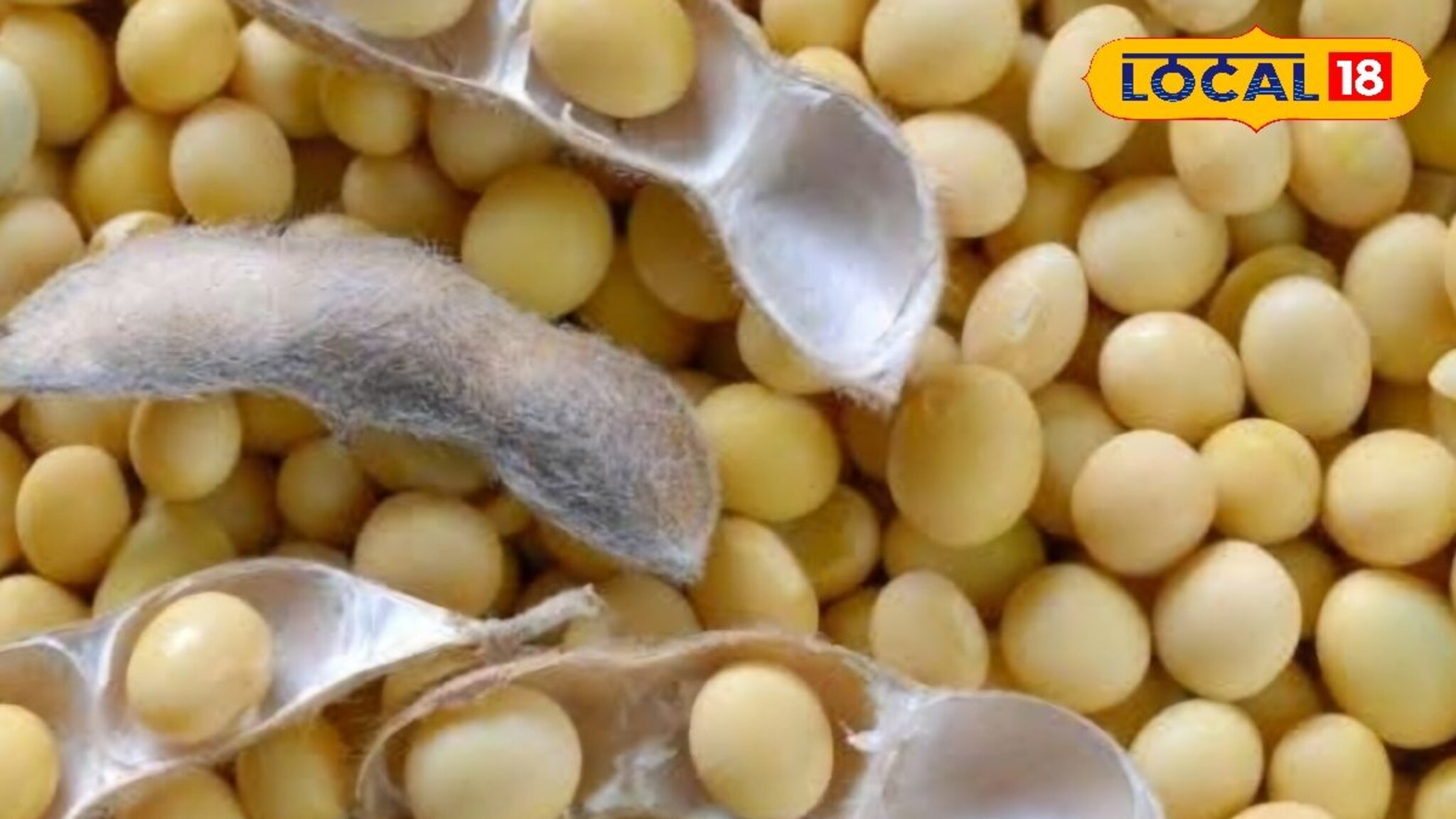 Krushi Market Rate Today: कांद्याची उच्चांकी आवक, मात्र दर घसरले; सोयाबीन आणि मक्याला दर किती?