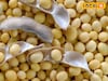 कांद्याची उच्चांकी आवक, मात्र दर घसरले; सोयाबीन आणि मक्याला दर किती?