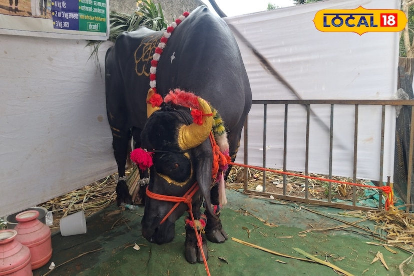 रोज दोन हजाराचा खुराक : दीड टन वजनाच्या रेड्याला रोज 15 लिटर म्हैशीचे दूध, 3 किलो सफरचंद, 3 किलो आटा आणि 4 किलो पेंड खाद्य घालतात. यासह त्याला रोज लागणारा ऊस, मका, गवत असा चारा देखील वेगळा असल्याचे रेडा मालक ज्ञानेश्वर विलास नाईक सांगतात.