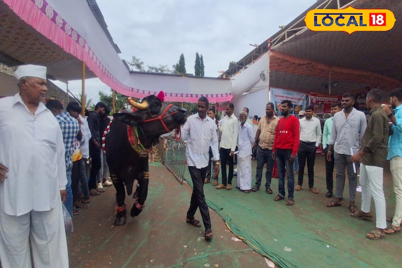 रेड्यामुळेच मिळाली देशभर प्रसिद्धी : मुरा जातीचा असणाऱ्या गजेंद्र रेड्याला चार दिवसांचा असताना 1 लाखाची मागणी होती. तसेच हरियाणातील प्रसिद्ध उत्पादकांनी काही वर्षांपूर्वी तब्बल दीड कोटीला मागितला होता. मात्र, 