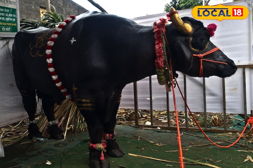 दरम्यान, दररोज 15 लिटर दूध पिणारा दीड कोटींचा बहुचर्चित गजेंद्र रेडा शेतकऱ्यांचे आकर्षण ठरतोय. तब्बल 12 वेळा हिंद केसरी ठरलेल्या गजेंद्रची शरीरयष्टी पाहून आणि आहार ऐकून हा रेडा सर्वांच्याच कुतूहलाचा विषय ठरतोय.