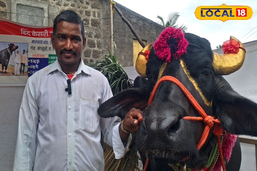 घरच्या गोठ्यातील पैदाशीसह त्यांनी बाहेरील म्हैस पैदाशीतून आर्थिक उत्पन्न उभा केले आहे. याशिवाय आजवर 22 प्रदर्शनातून फिरलेला गजेंद्र रेडा प्रत्येक प्रदर्शनासाठी लाखभर रुपयांचे मानधन मिळवून देतोय.