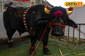 'बाहुबली' रेडा! रोज पितो 15 लिटर दूध, 3 किलो खातो सफरचंद, बंगला येईल एवढी किंमत