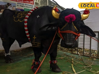 'बाहुबली' रेडा! रोज पितो 15 लिटर दूध, 3 किलो खातो सफरचंद, बंगला येईल एवढी किंमत